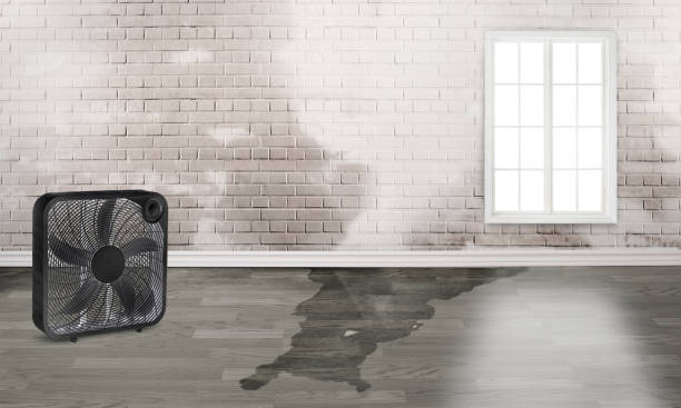 Best Water damage restoration experts  in Horse Shoe, NC